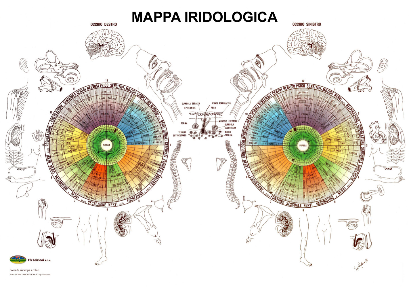 Mappa-iridologica-costacurta