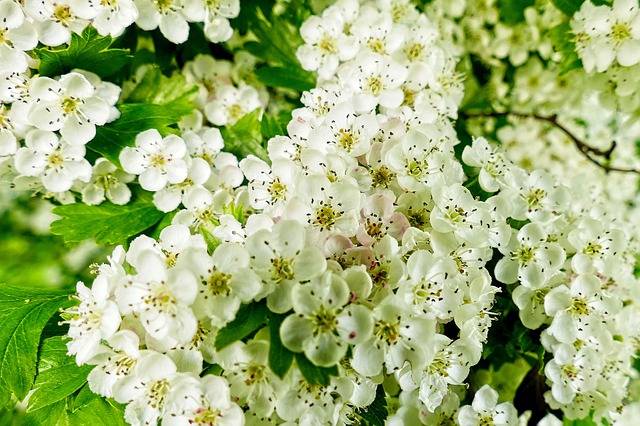 biancospino-fiore